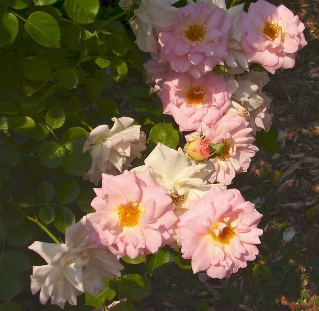 Photo Sharing and Video Hosting at Photobucket